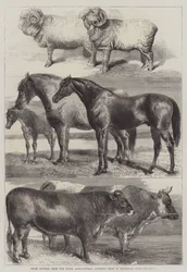 Preisgekrönte Tiere von der Ausstellung der Royal Agricultural Society im Battersea Park